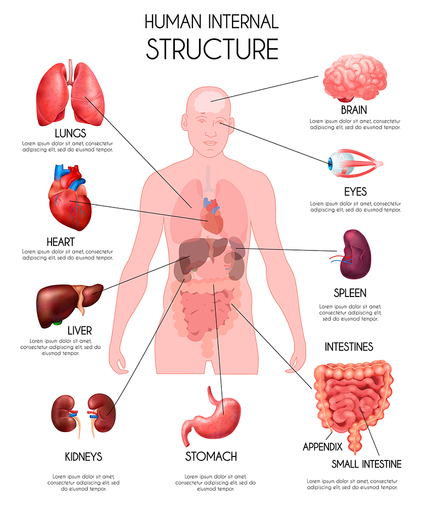 Bioresonanz Innere Organe